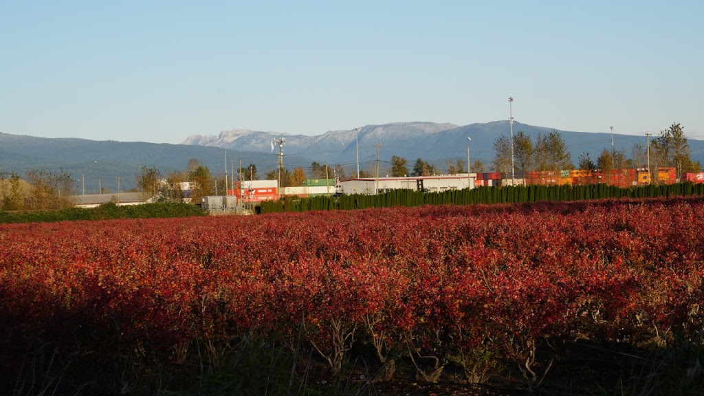 Highland Redi-Green Turf Farm | 16897 Windsor Rd, Pitt Meadows, BC V3Y 1Z1, Canada | Phone: (604) 465-9812