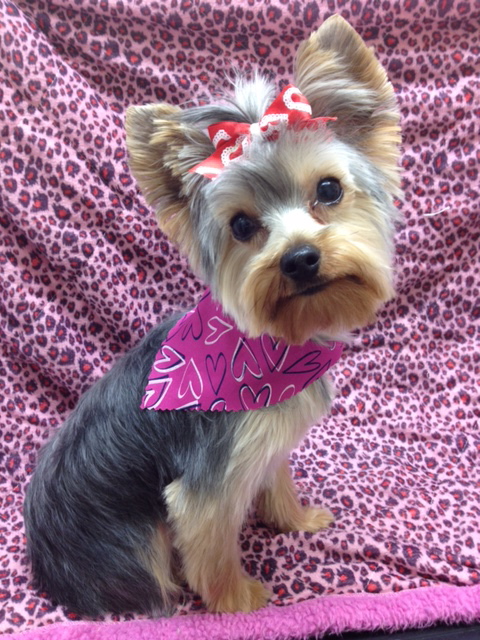Danielles Dog Grooming Studio | 36675 Dawson Rd, Abbotsford, BC V3G 2L1, Canada | Phone: (604) 996-1213