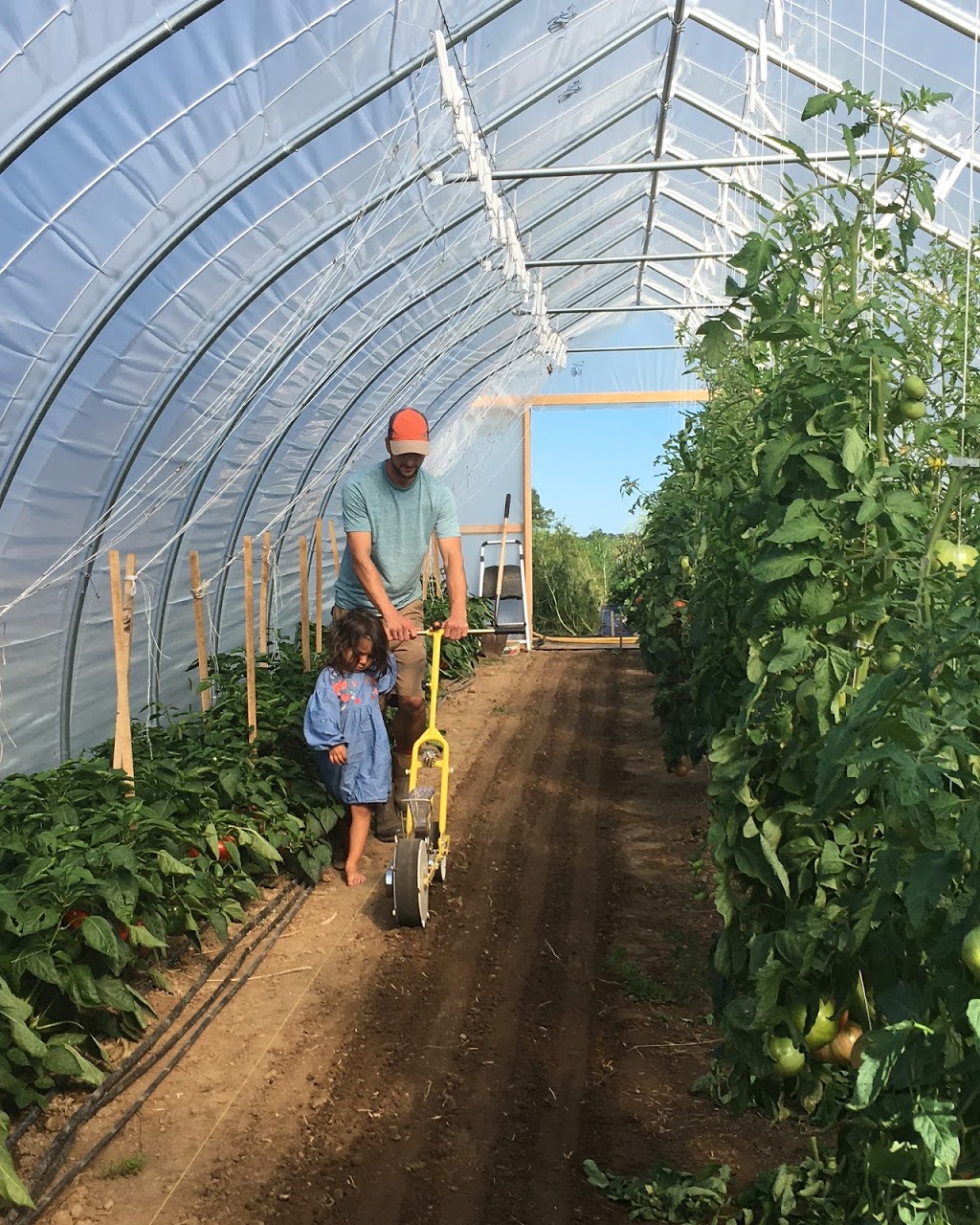 Wayward Farm | 2669 Carmel-Koch Rd, Baden, ON N3A 3R9, Canada | Phone: (519) 277-6072