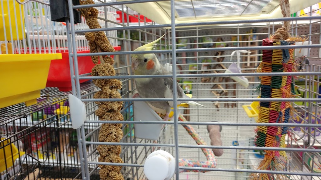 Animalerie Quatre Pattes & Cie | 922 Boulevard Maloney E, Gatineau, QC J8P 1H5, Canada | Phone: (819) 669-1115