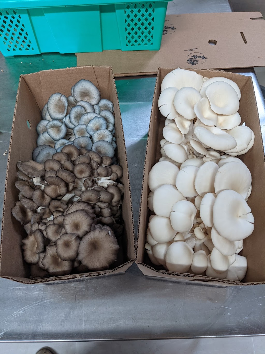 The Funghi Guy Gourmet Mushrooms | 398 Canboro Rd, Ridgeville, ON L0S 1M0, Canada | Phone: (289) 783-4555
