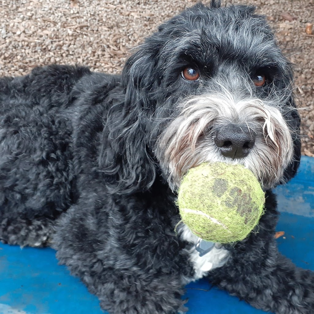 Furry Friends Inc. Doggie Daycare & Spaw | 955 Century Dr, Burlington, ON L7L 5J8, Canada | Phone: (289) 828-1367