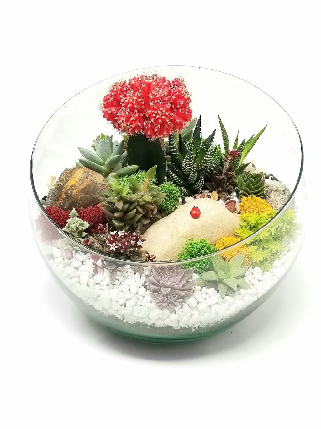 Gems Plant Design | 445 Rougeau Ave, Winnipeg, MB R2C 2Z6, Canada | Phone: (204) 227-2560