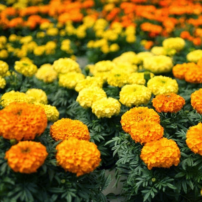 Delorme Garden Center | 3667 Rue Queen, Rawdon, QC J0K 1S0, Canada | Phone: (450) 834-6764
