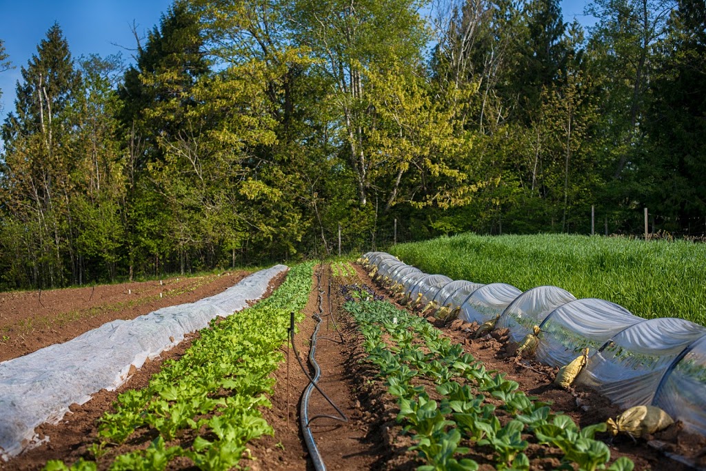 Cloud Mountain Farm Center Main Farm | 6906 Goodwin Rd, Everson, WA 98247, USA | Phone: (360) 966-5859