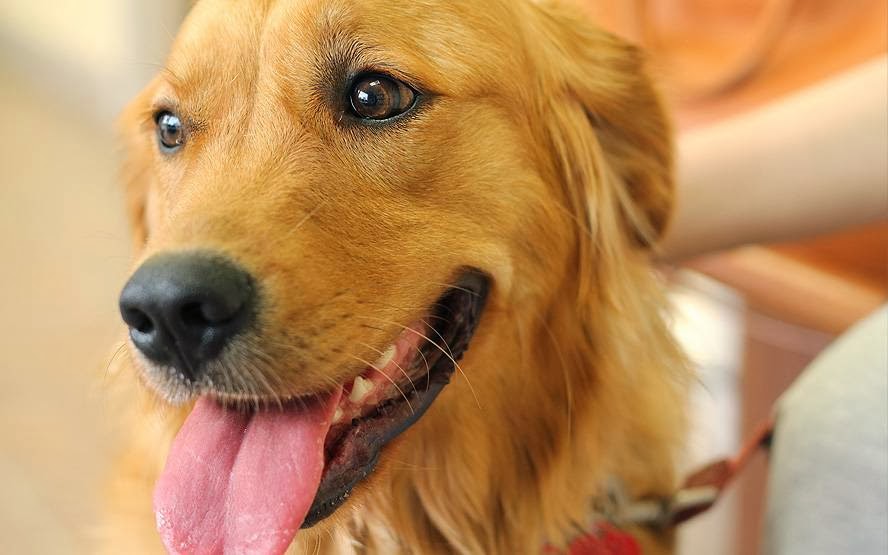 Centrepointe Animal Hospital | 261 Centrepointe Dr, Nepean, ON K2G 6E8, Canada | Phone: (613) 226-6789