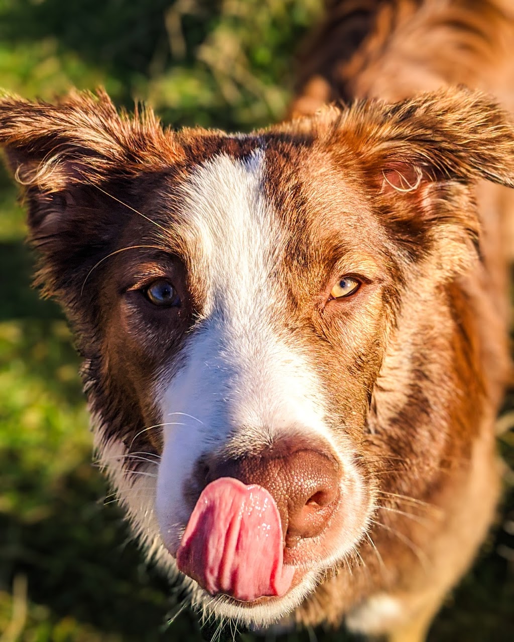 Mission Pawsable Dog Hiking | 1070 River Rd, Victoria, BC V9B 6K2, Canada | Phone: (250) 710-9856