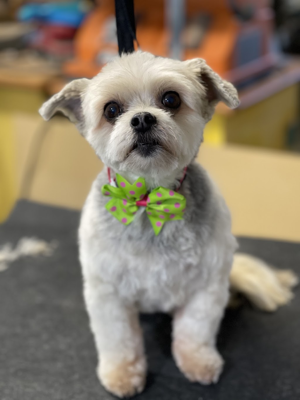 Dogfather Grooming | 2817 Bishop Mountain Rd, Kingston, NS B0P 1R0, Canada | Phone: (782) 352-1051