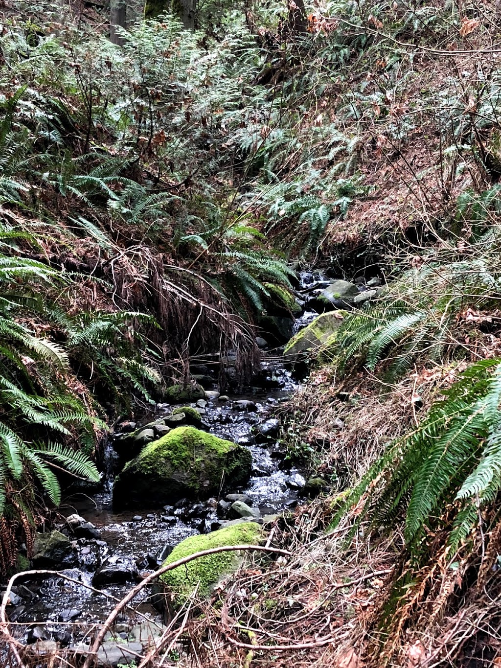 Doumac Park | Doumac Ave, Victoria, BC V8Y 2C4, Canada