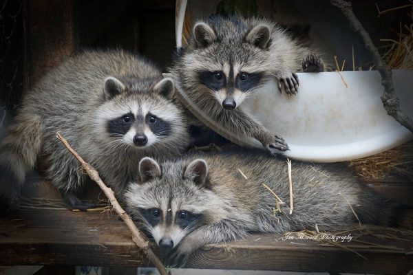 Procyon Wildlife | 6441 7th Line, Beeton, ON L0G 1A0, Canada | Phone: (905) 729-0033