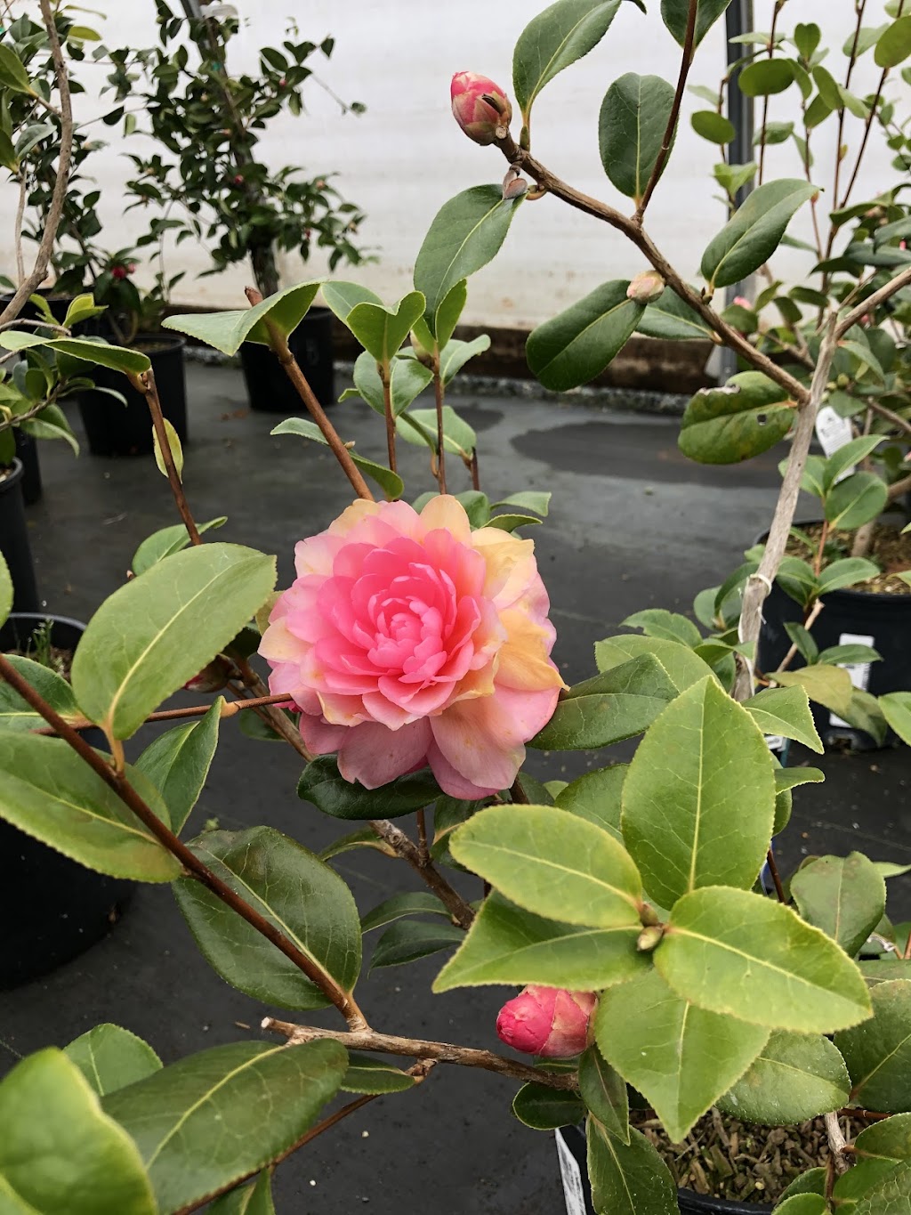Lochside Nursery | 2716 Dooley Rd, Victoria, BC V8Y 1R7, Canada | Phone: (250) 544-3100