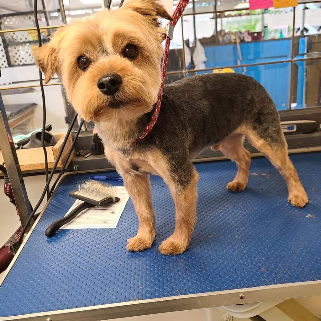 Nikkitas Dog Grooming (westpark) | 40 Wellington Pl, Fort Saskatchewan, AB T8L 0G2, Canada | Phone: (780) 667-5683