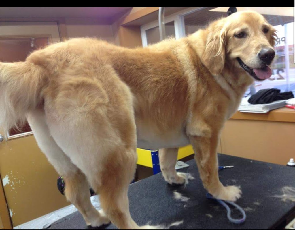 Mutts On Maple | 6216 Maple Dr, Osoyoos, BC V0H 1V3, Canada | Phone: (250) 495-2977