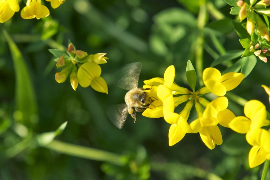 Adams Honey | 4562 Vasey Rd, Victoria Harbour, ON L0K 2A0, Canada | Phone: (705) 716-5402