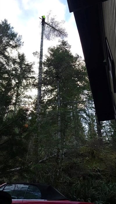 White Wolf Tree Service | 90 Wakefield Ct, Middle Sackville, NS B4E 0H1, Canada | Phone: (902) 414-6429