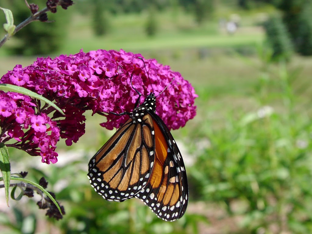 Michael Scott Landscaping & Design | 4407 Fairgrounds Rd, Orillia, ON L3V 0Y2, Canada | Phone: (705) 325-7907