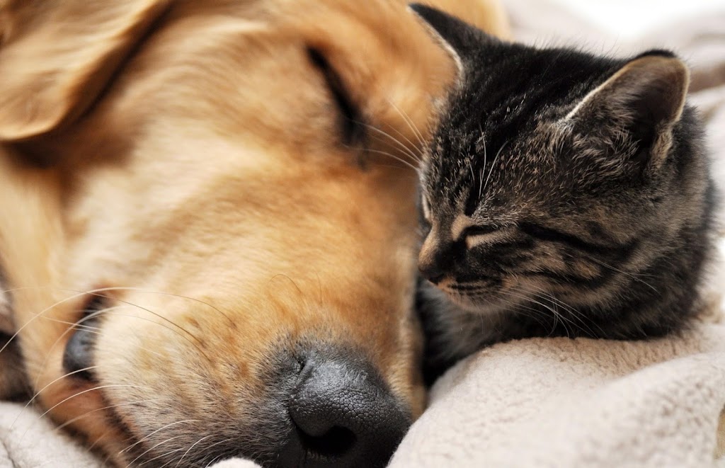 Cascade Veterinary Clinic | 240 Bridge St, Princeton, BC V0X 1W0, Canada | Phone: (250) 295-0312