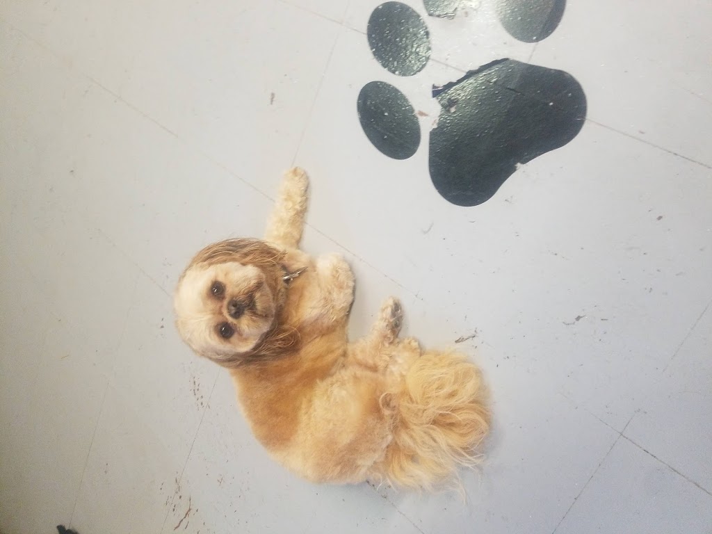 Perfect Pooch | 9192 Talbot St W, Blenheim, ON N0P 1A0, Canada | Phone: (519) 437-2538