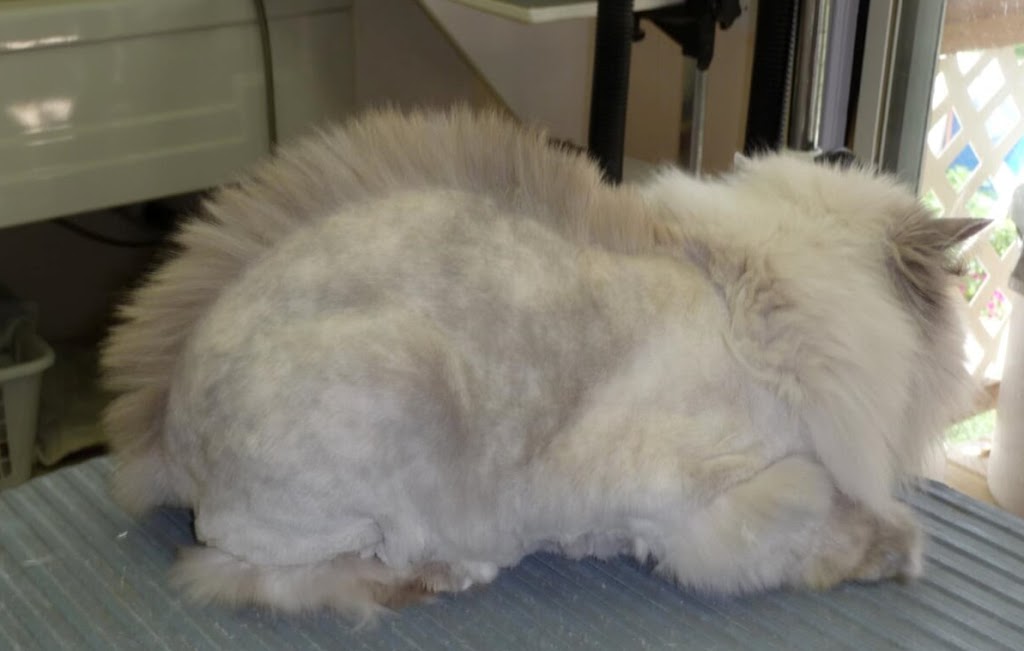 Cat Cuts | 10 Mural Crescent, St. Albert, AB T8N 1J9, Canada | Phone: (780) 459-7042