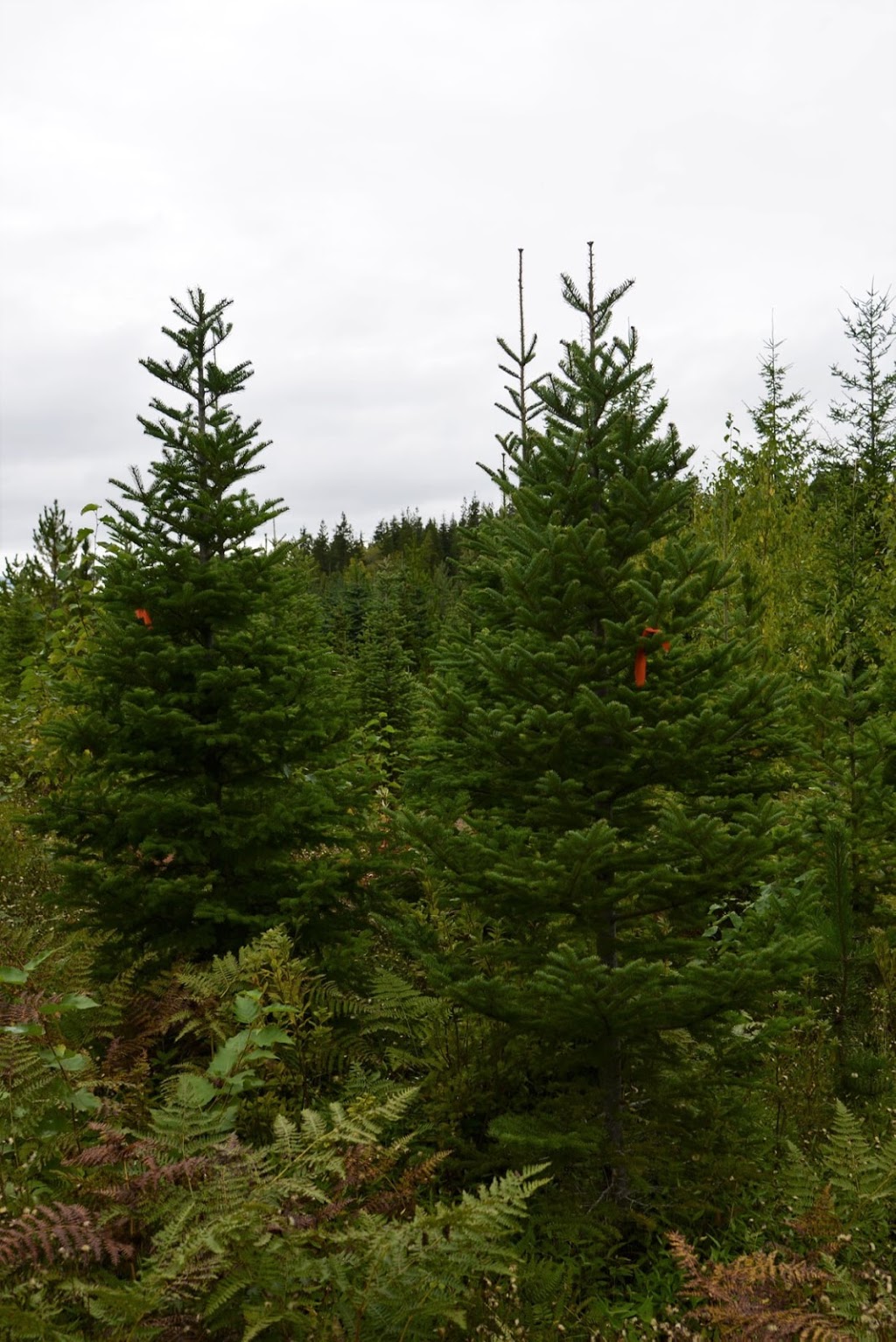 Happy Holidays Christmas Tree Co. | 1040 Marwood Ave, Victoria, BC V9C 2P6, Canada | Phone: (250) 661-8464