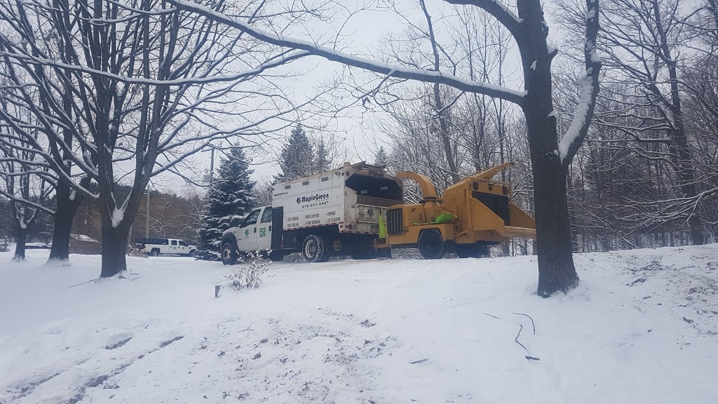 MapleGreen Tree Services | 58 Palmer Cir, Bolton, ON L7E 0A5, Canada | Phone: (416) 951-0487