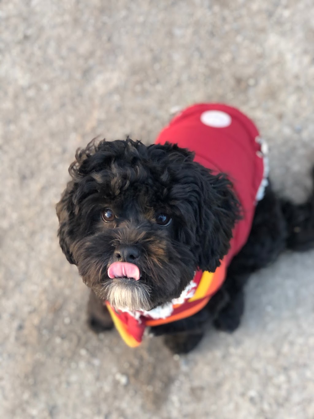 Doggie Stay n Play | 3936 Old Beverly Rd, Cambridge, ON N1R 5S7, Canada | Phone: (519) 503-9936