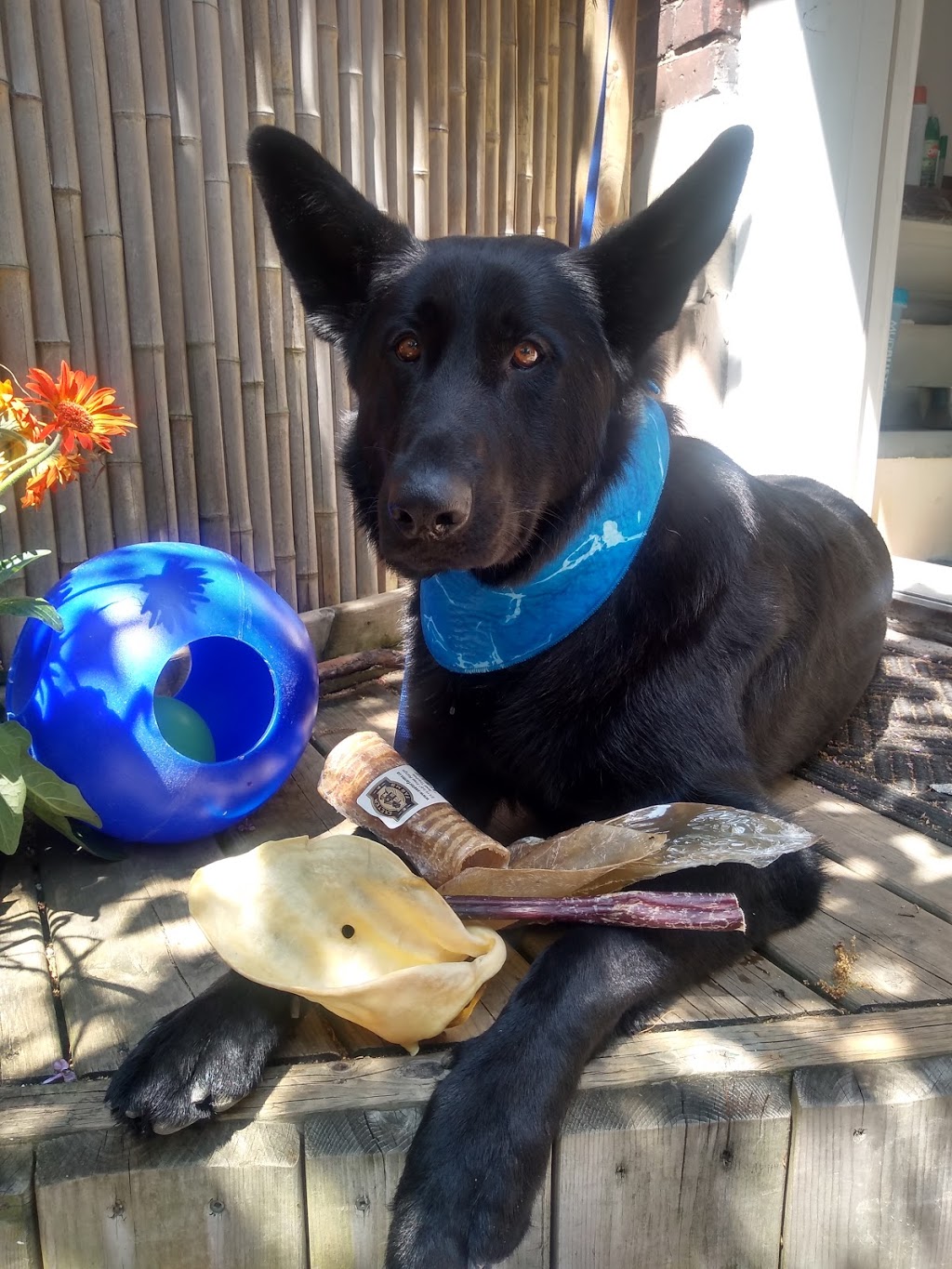 Wag On The Danforth | 1918 Danforth Ave, Toronto, ON M4C 1J4, Canada | Phone: (647) 349-8263