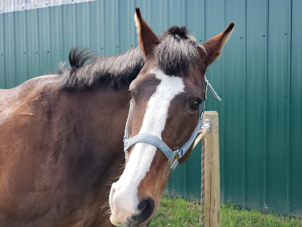 Willow Grove Stables | 80137 2253 Dr E, Alberta T1S 4V2, Canada | Phone: (403) 540-5380