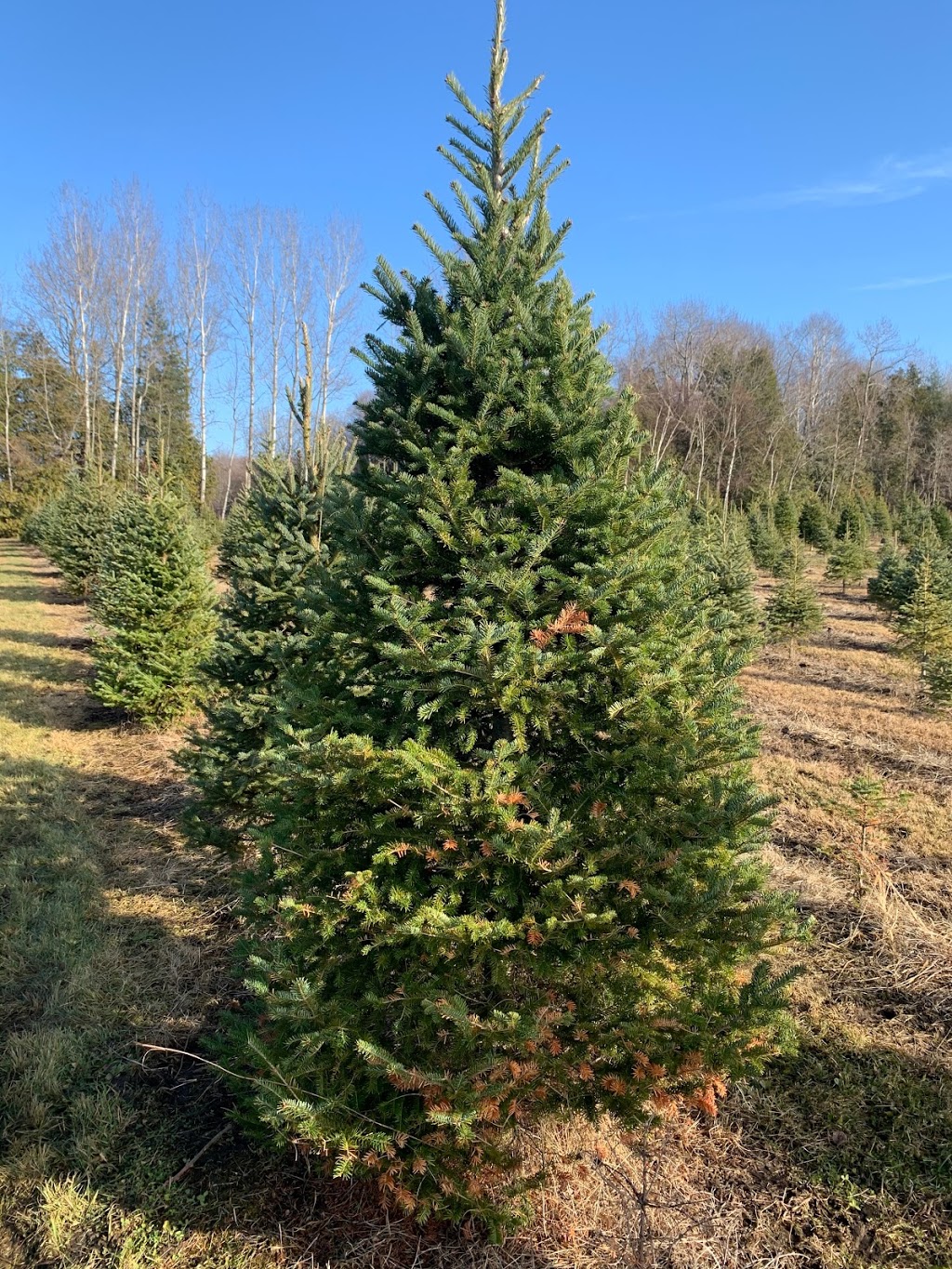 Ayers Tree Farm | 3065 10 Line N, Hawkestone, ON L0L 1T0, Canada | Phone: (705) 323-6035