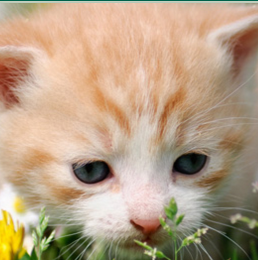 Fall River Animal Hospital | 3146 Nova Scotia Trunk 2, Fall River, NS B2T 1J5, Canada | Phone: (902) 861-4003