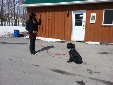 Dahan Canine Education Center | 407 Rue Dupont, Pincourt, QC J7V 5X2, Canada | Phone: (514) 779-2617