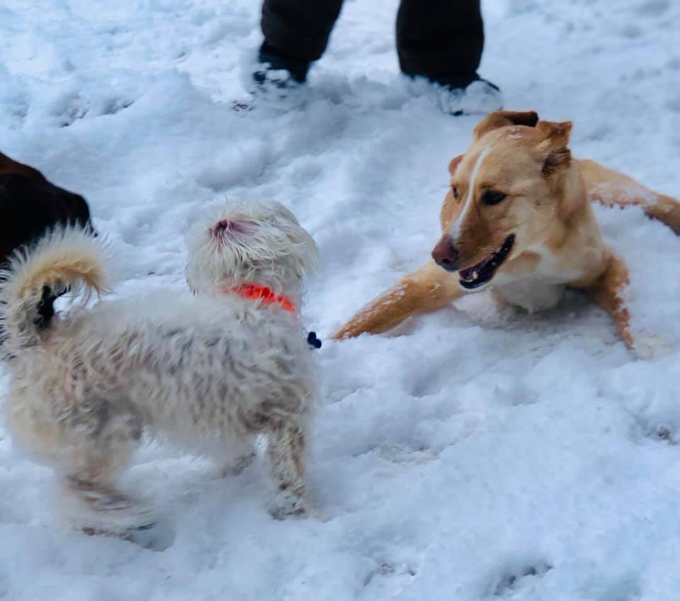 Sticks n Bones Dog Daycare, Boarding and Training | 2543 Innisfil Beach Rd, Innisfil, ON L9S 4C1, Canada | Phone: (705) 436-4545
