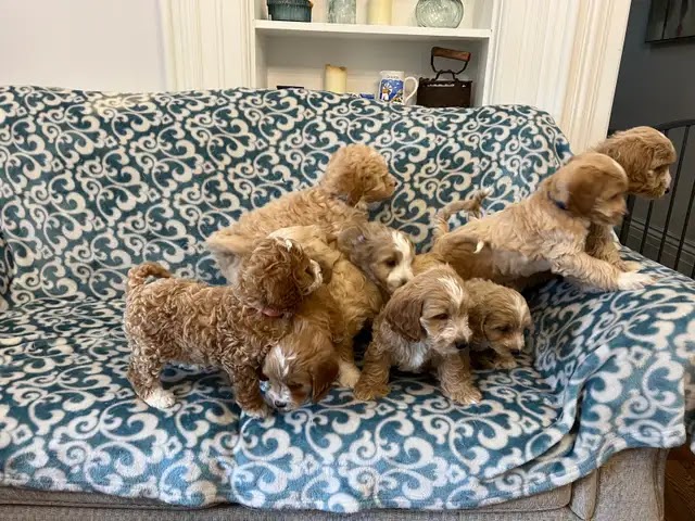Cavapoo puppies for sale | 403269 Robinson Rd, Ingersoll, ON N5C 3J7, Canada | Phone: (252) 379-1051