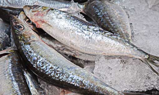 Newport Fish | 370 Alliance Ave, York, ON M6N 2H8, Canada | Phone: (416) 537-1278