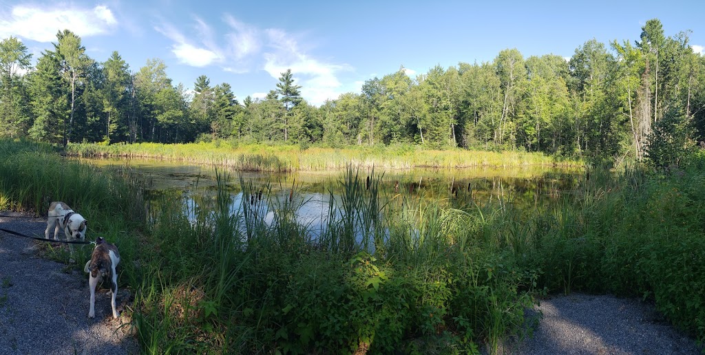 Angelfire Buckhorn Resort/Hotel | Fire Rte 29, Trent Lakes, ON K0M, Canada | Phone: (289) 521-0333