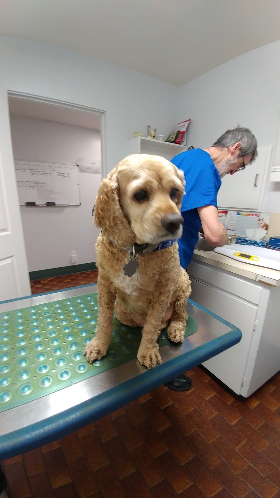 Allondale Animal Hospital | 14715 108 Ave, Surrey, BC V3R 1V9, Canada | Phone: (604) 581-0491