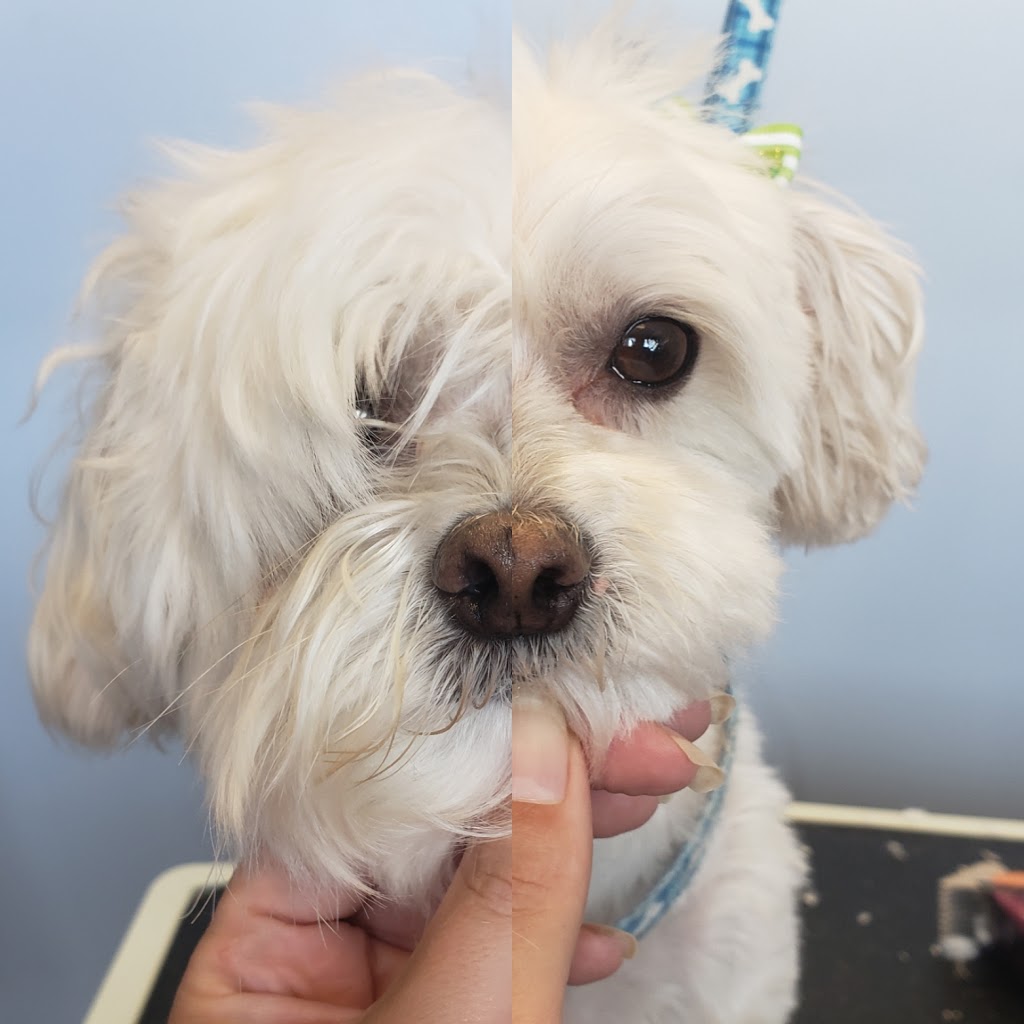 Canine Wellness Dog Grooming Boutique and Spa | 1 Queen St, Cookstown, ON L0L 1L0, Canada | Phone: (647) 766-7833
