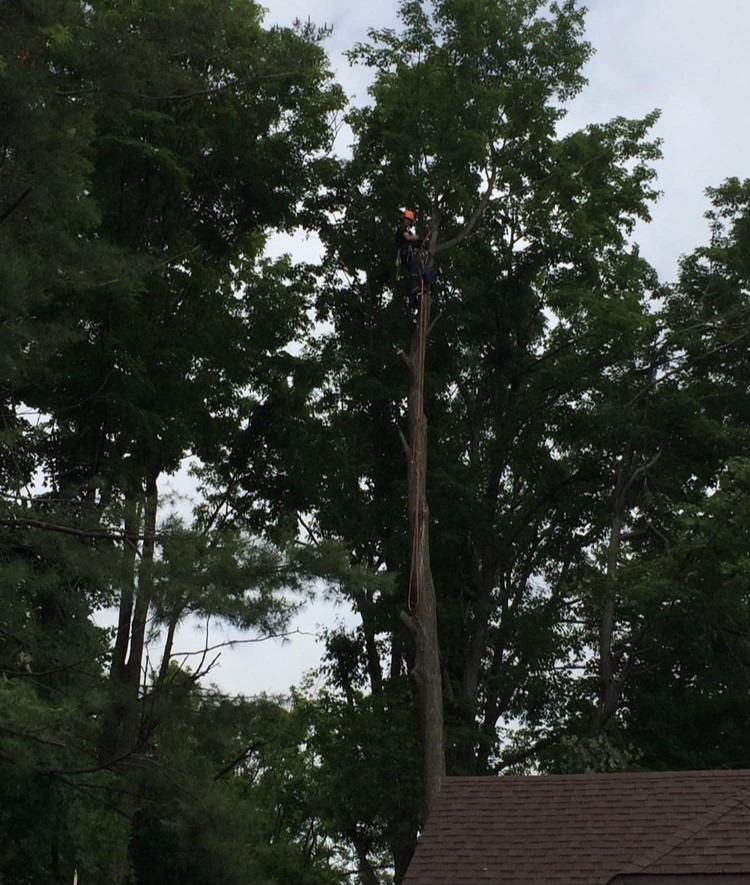 Higher Ground Tree Services | 7224 32nd side road, Acton, ON L7J 2L9, Canada | Phone: (519) 212-0824