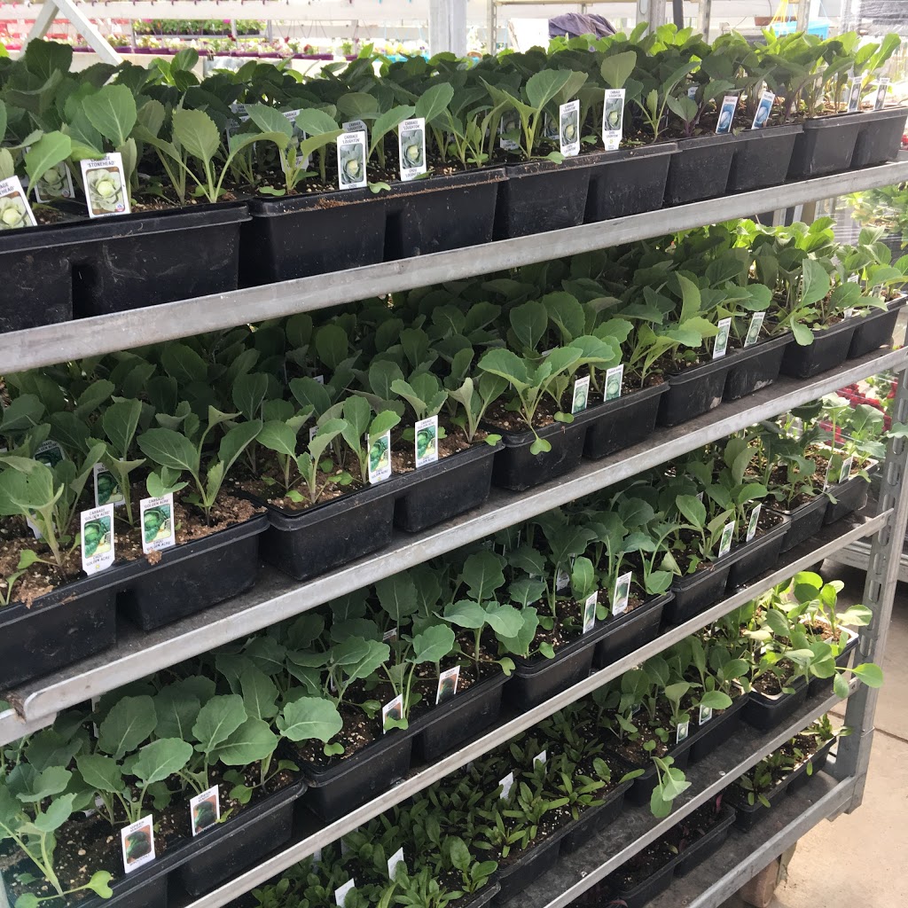 Marvins Gardens Greenhouse | 910 2nd Ave E, Waldheim, SK S0K 4R0, Canada | Phone: (306) 945-5503