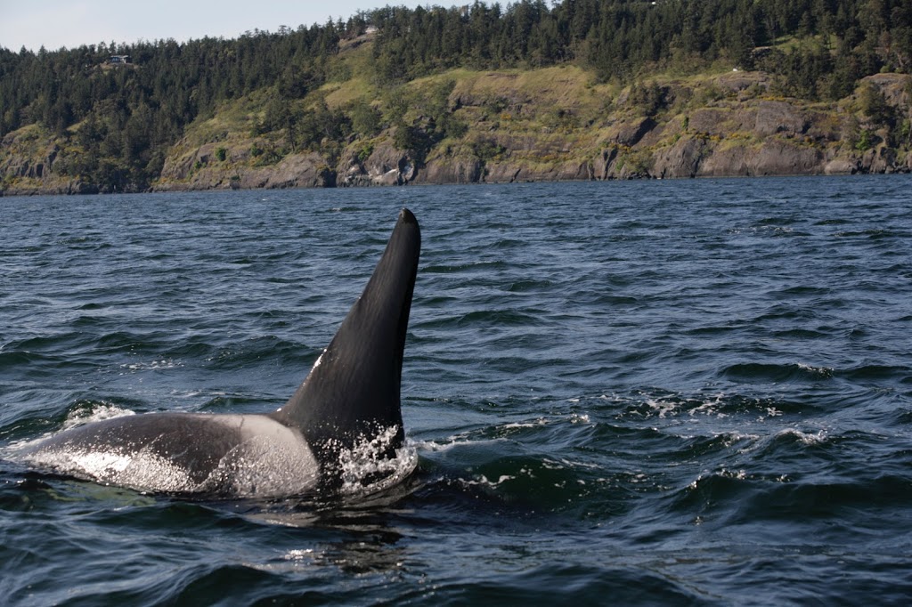 The Isla Vida Group | 845 Pinneo Rd, Eastsound, WA 98245, USA | Phone: (800) 277-1956