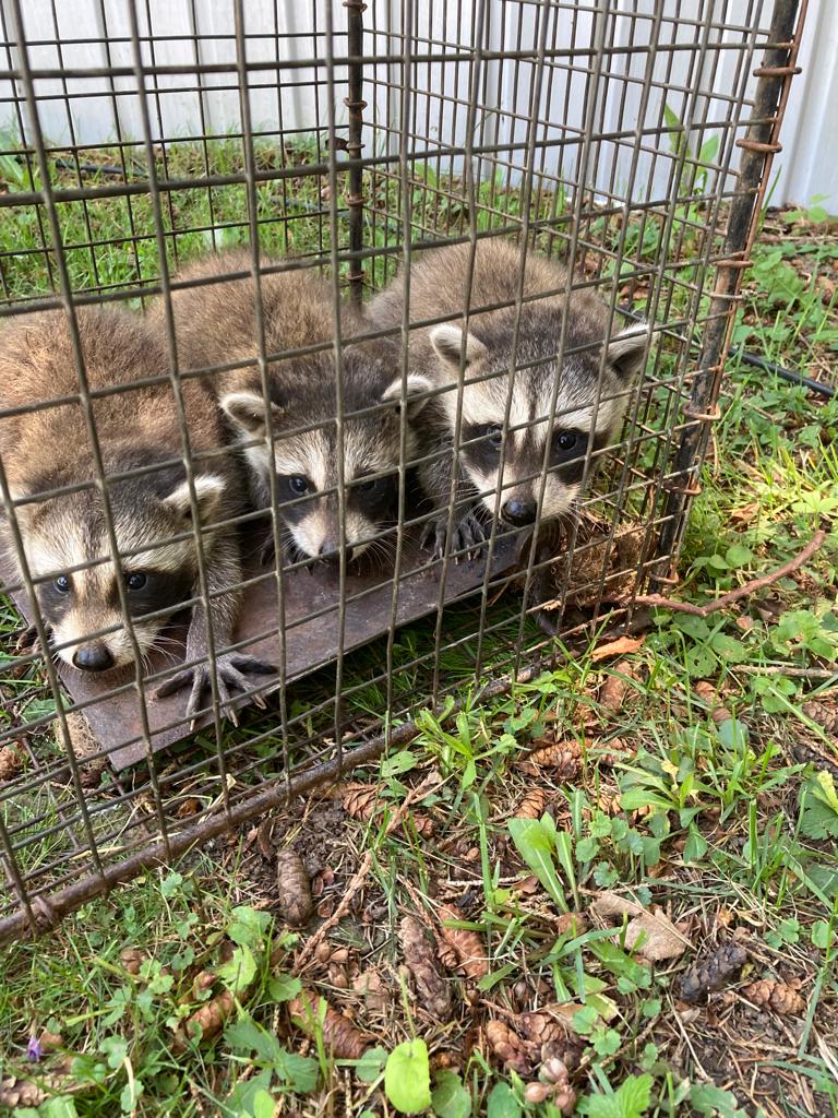 The Critter Guy Wildlife Removal | 143680, Side Rd 15, Owen Sound, ON N4K 5W4, Canada | Phone: (519) 783-1575