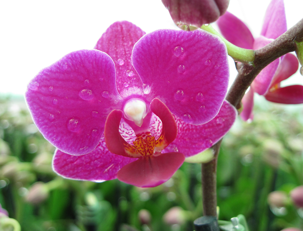 Harster Greenhouses | 250 Hamilton Regional Rd 8, Hamilton, ON L9H 5E1, Canada | Phone: (905) 628-2430