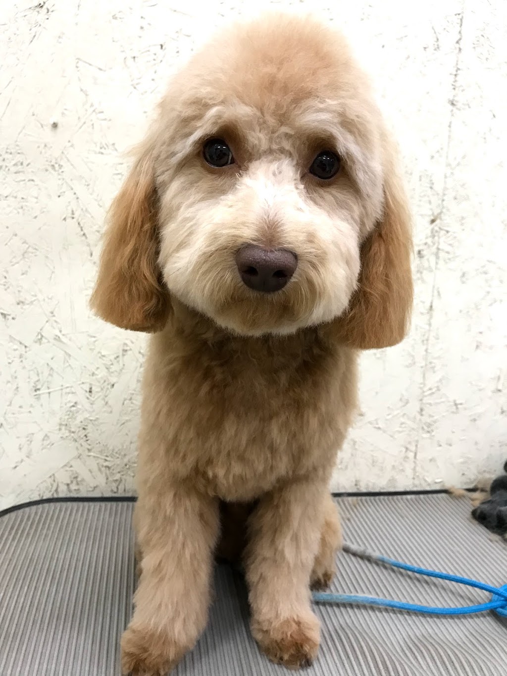 Cuttles Dog Grooming & Boutique Inc | 8099 Weston Rd Unit 26, Woodbridge, ON L4L 0C1, Canada | Phone: (905) 264-6500