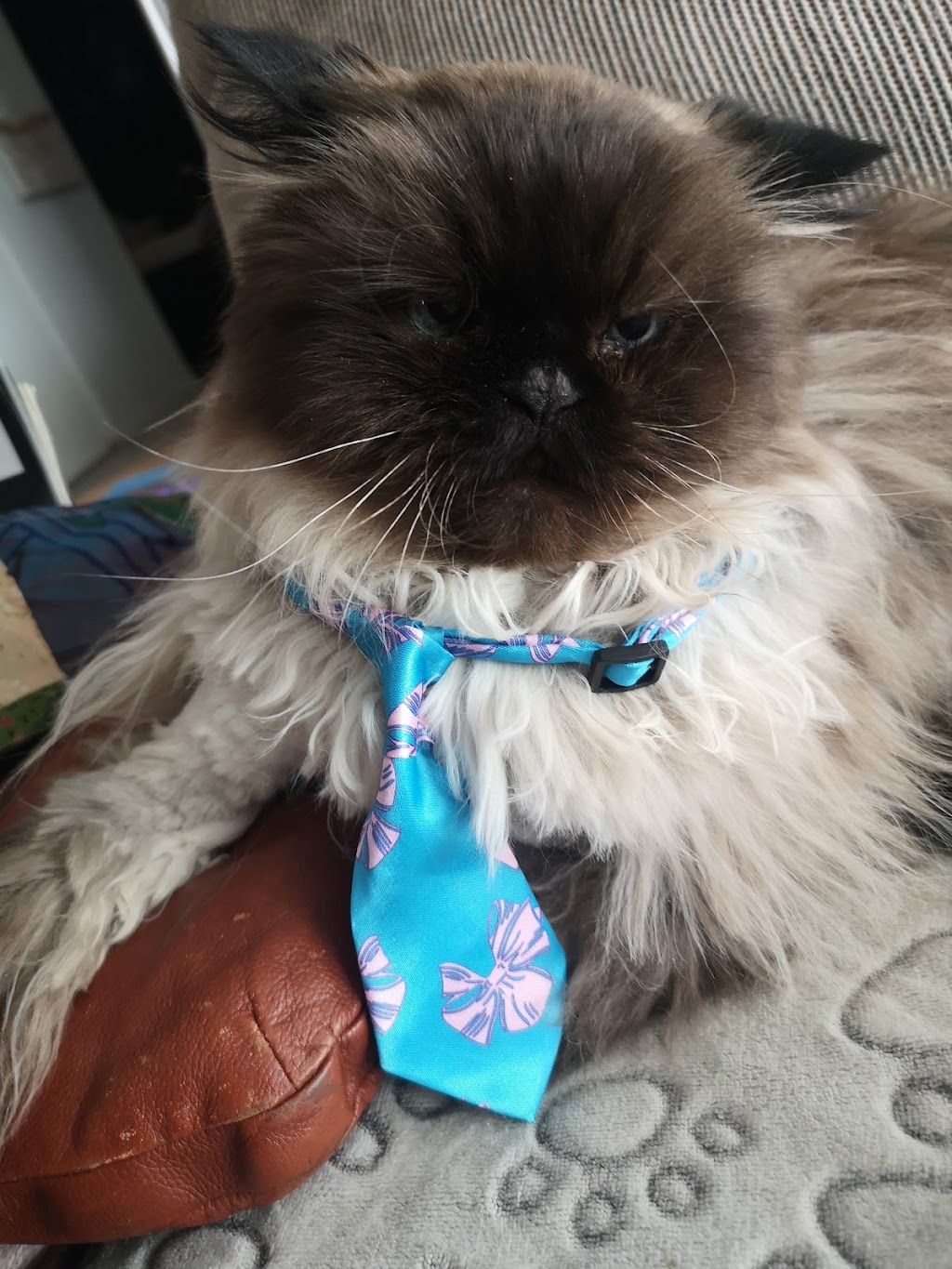 Stephanies Pet Grooming | 451 Guelph Line, Burlington, ON L7R 3L8, Canada | Phone: (905) 637-4143