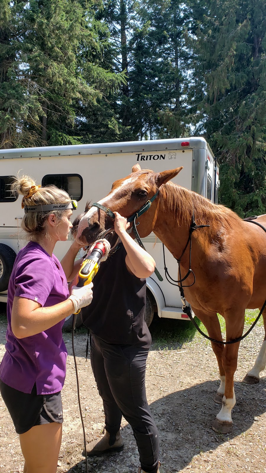 Steeples Veterinary Clinic | 3410 Victor Rd, Cranbrook, BC V1C 7B7, Canada | Phone: (250) 489-3451