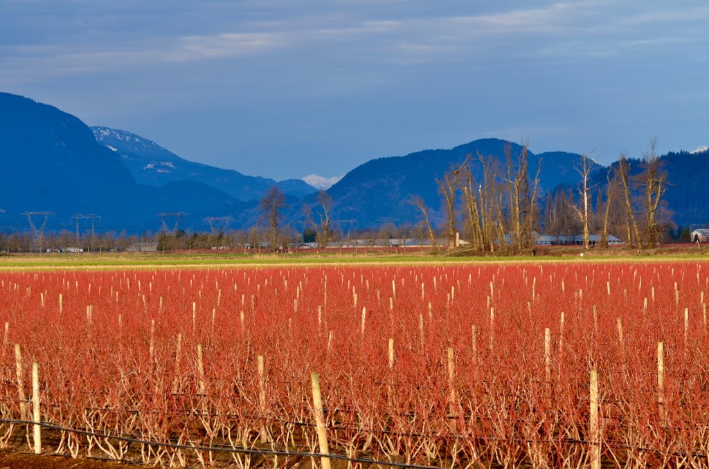 Hougen Park | 2887 Cole Rd, Abbotsford, BC V3G 2K5, Canada