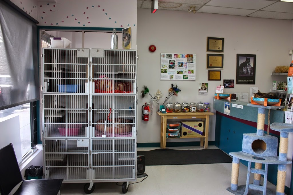 Calgary Cat Clinic | 2116 Crowchild Trail NW, Calgary, AB T2M 3Y7, Canada | Phone: (403) 289-9999