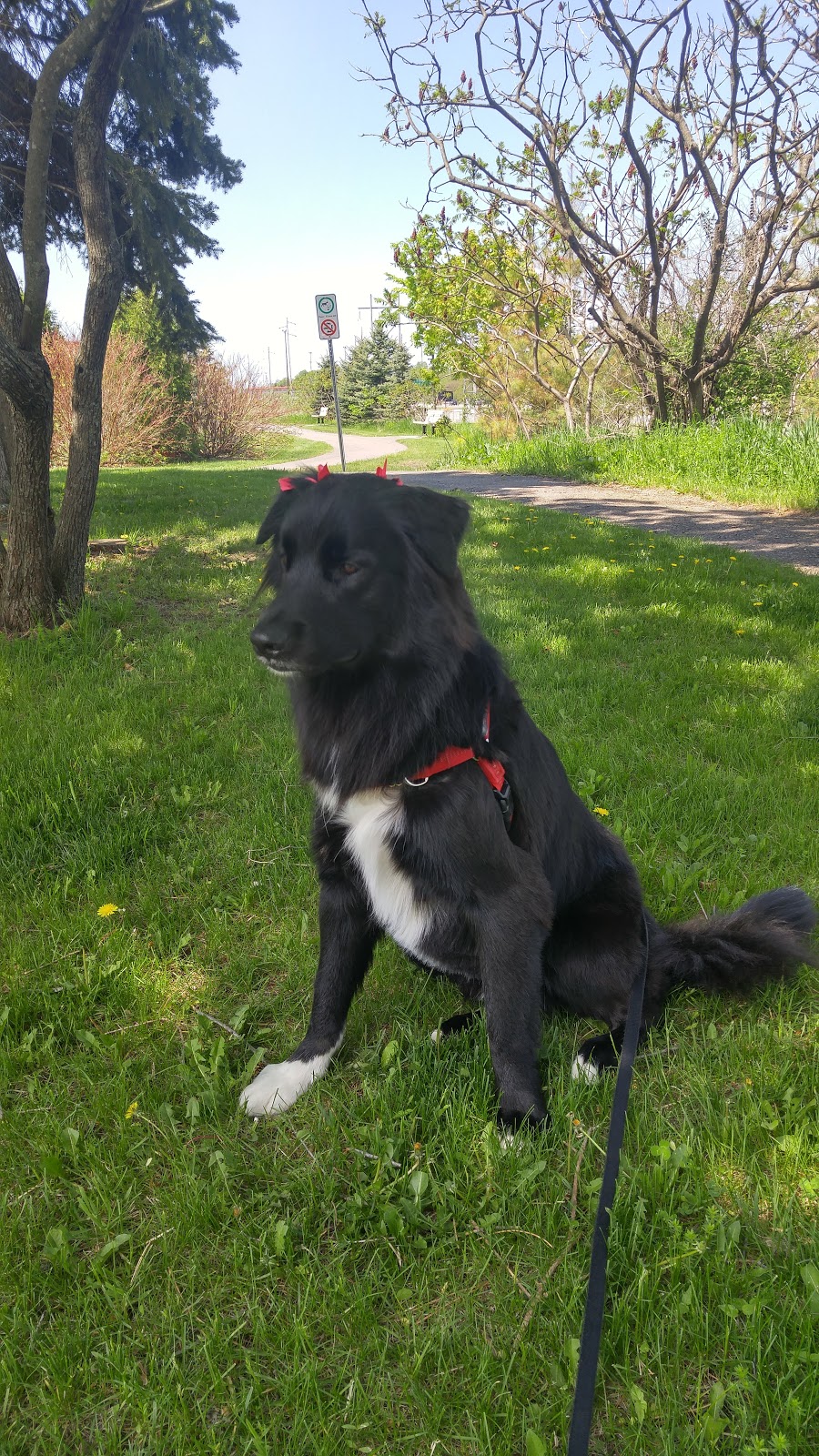 Orleans Pet Spa | 2000 Tenth Line Rd, Orléans, ON K1C 1T1, Canada | Phone: (613) 834-3844