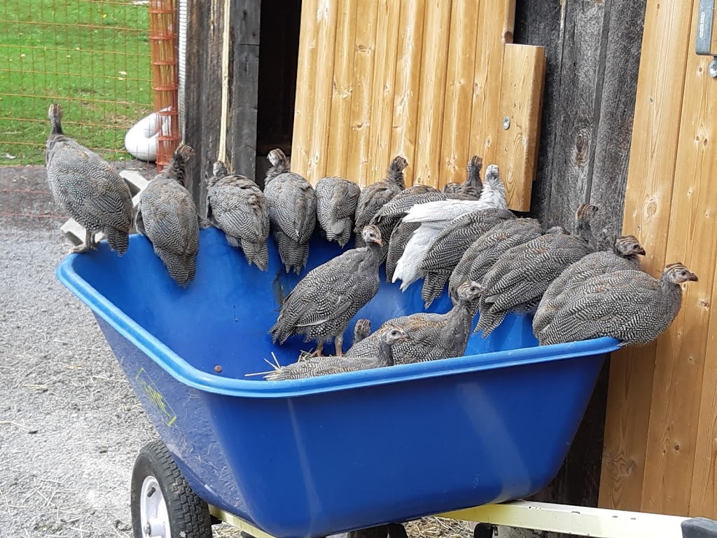 Green Meadow Alpacas | 1631 Spring Brook Rd, Springbrook, ON K0K 3C0, Canada | Phone: (647) 469-7955