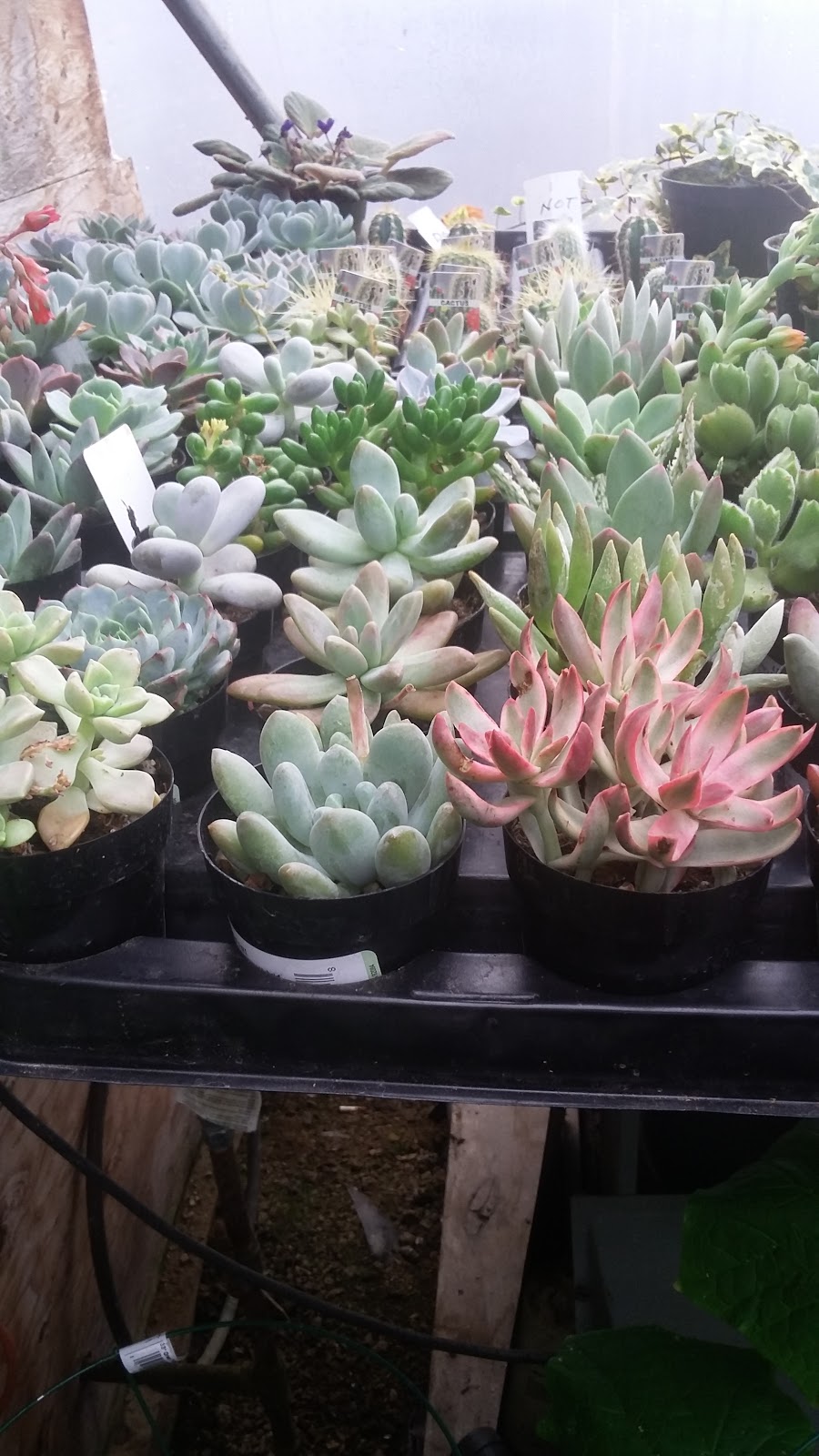 Northern Flora Garden Centre & Chemical Free Weed Control | 5112 49a St, Barrhead, AB T7N 1A4, Canada | Phone: (780) 674-8844